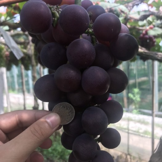 慈溪市 慈溪巨峰葡萄