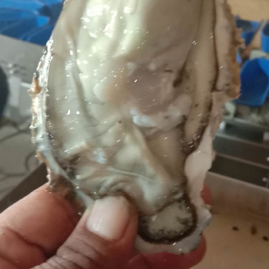 大连 三倍体生蚝