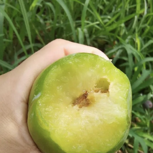  奈李李子甜度高品质好基地直发
