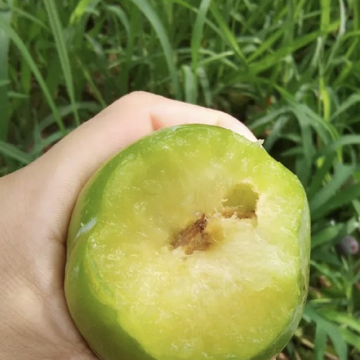 内乡县 奈李李子甜度高品质好基地直发