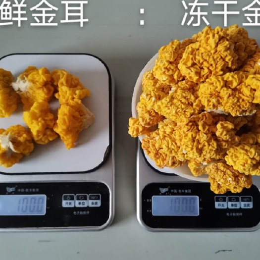古田县 冻干金耳，产地直发，全国独一份