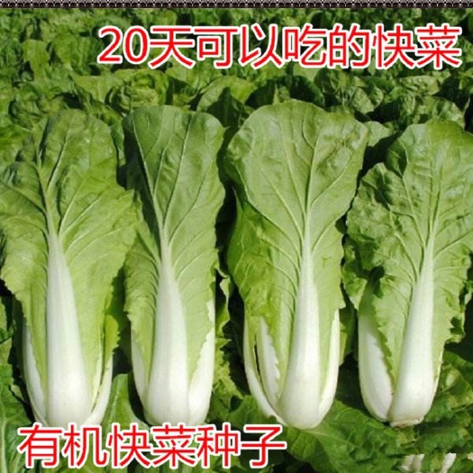 沭阳县 四季速生快菜种子20天可以吃的全季快菜毛白菜种籽农家菜孑包邮