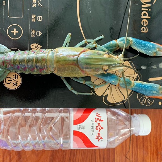 瑞丽市澳洲淡水小龙虾水产养殖