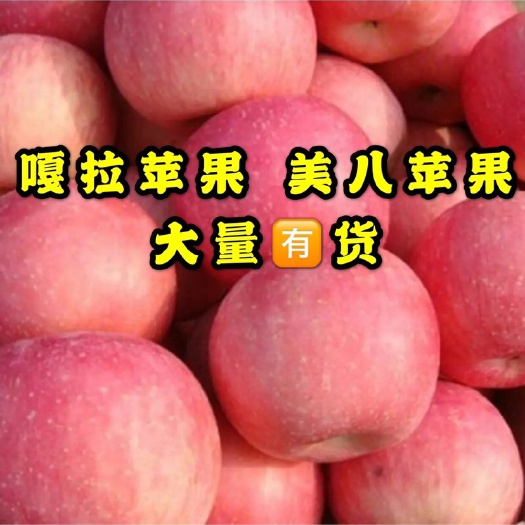 潍坊 嘎拉苹果，产地直销，一手货源货好价低，颜色好，个头大，需要联