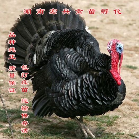 衡阳贝蒂娜火鸡苗  热销珍珠鸡苗贵妃鸡苗打疫苗土鸡苗绿壳蛋鸡苗
