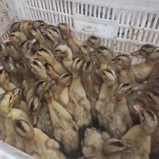 建湖县大种杂交鸭苗