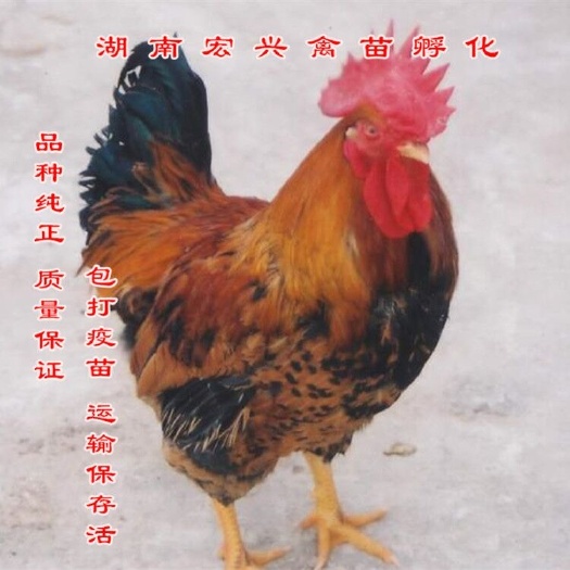 衡阳 热销良凤花肉鸡苗长速快成年可长11斤左右
