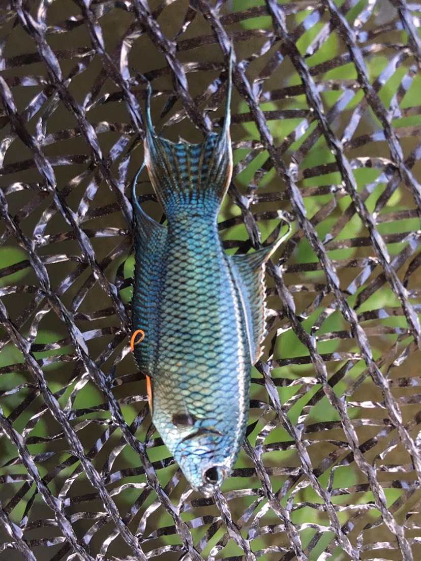  斗魚無紋藍(lán)叉活體淡水觀賞魚