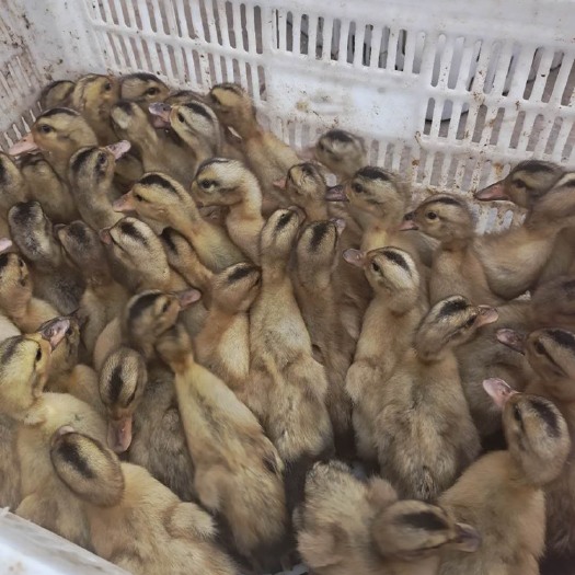 建湖县绍兴鸭苗