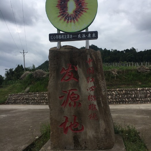 苍溪县苍溪红心猕猴桃苗  四川苍溪红心猕猴桃原产地嫁接苗(实生苗)，品质保证，技术指导