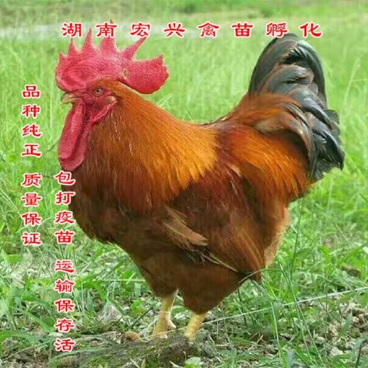 衡阳肉鸡苗黄花公鸡苗快大黄肉鸡出栏快长速快75天长5斤