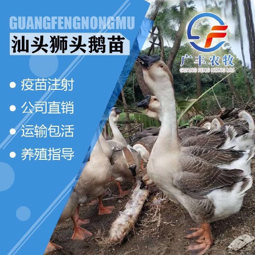南宁狮头鹅苗 大种汕头 纯种汕头 包打疫苗