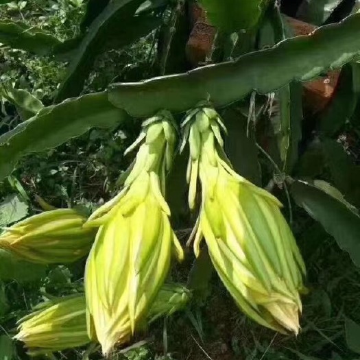 佛山霸王花 覇王花
