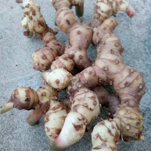 梧州 新鲜优质肉厚山姜品种优良