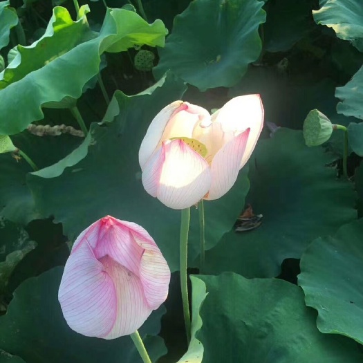 白莲子  白莲上市了，刚上市的一级白莲，颗粒均匀个头大，纯人工剥皮捅心