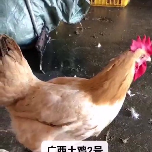 雷州市土鸡 3-4斤 母