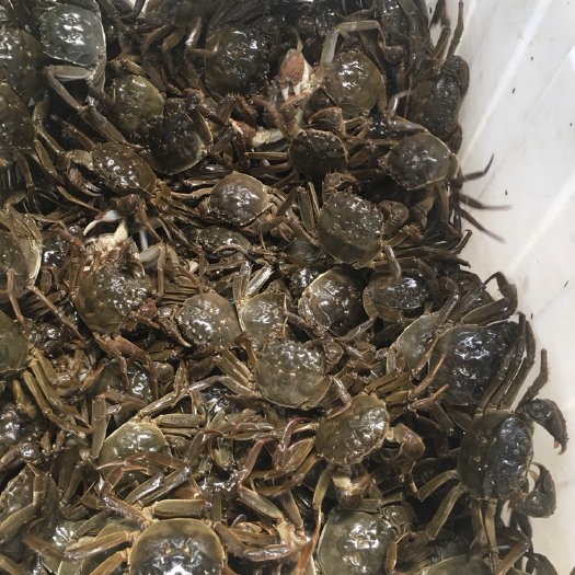 仙桃市仙桃大闸蟹  精品大闸蟹青壳白底品质看的见欢迎各位老板前来咨询！