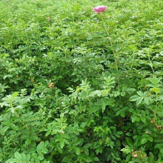 沭阳县 蔷薇大量现货供应，质量保证，欢迎采购