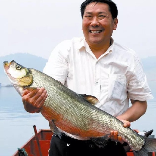 枣阳市正宗翘嘴鲌鱼大型养殖场