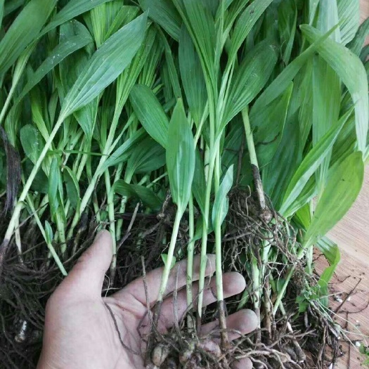 成都白芨苗，紫花三叉大白芨成活率90%