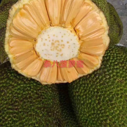 灵山县菠萝蜜苗  正品嫁接8号菠萝蜜苗，品种正，带土带叶发