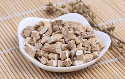 板蓝根  道地中药材