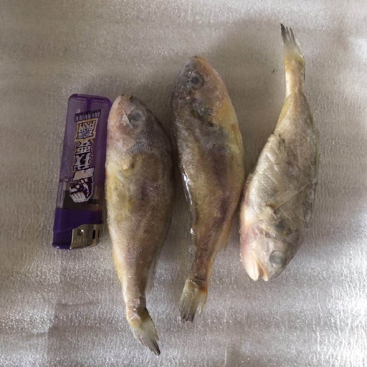 广州小黄鱼 深海小鱼，适合餐饮，饭堂，海产批发，可油炸红烧