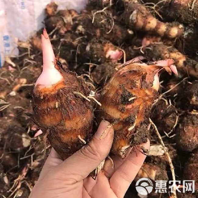  浙江新鲜舜芋特产 毛芋新鲜蔬菜农家自种现挖毛芋头