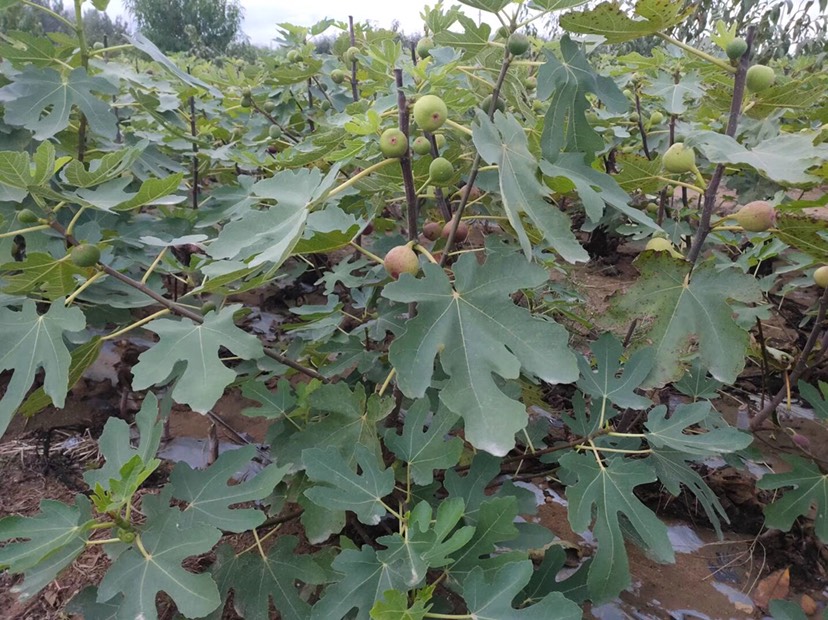 波姬紅無花果苗 波姬紅無花果當年掛果