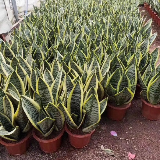 浏阳市虎皮兰