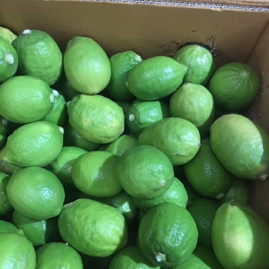 江门 广东香水柠檬