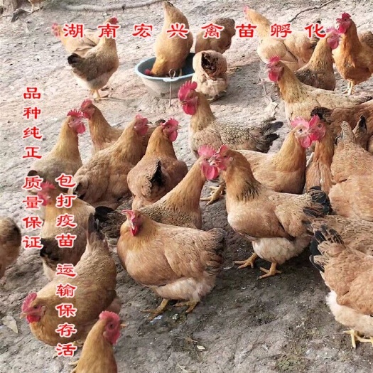 衡阳 厂家直销灵山土鸡苗清远麻鸡苗青脚土鸡苗
