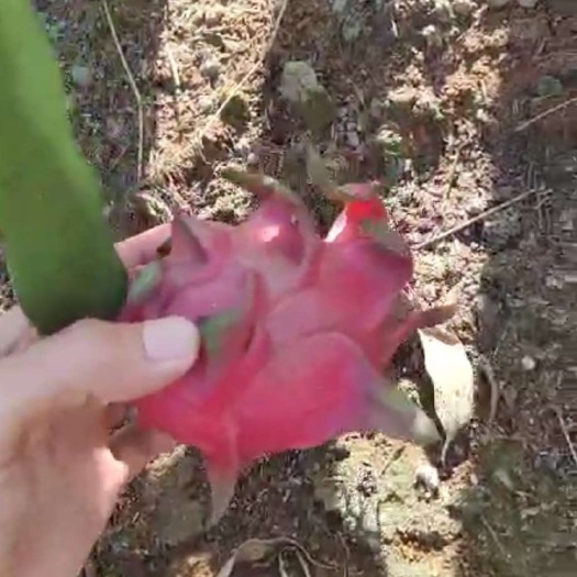 遂溪县 红心 火龙果