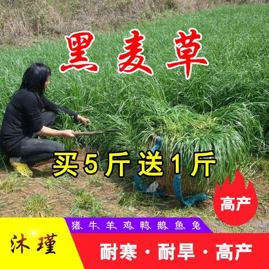 沭阳县高产牧草 黑麦草种子 耐寒 耐旱 四季种植 芽率98%包邮