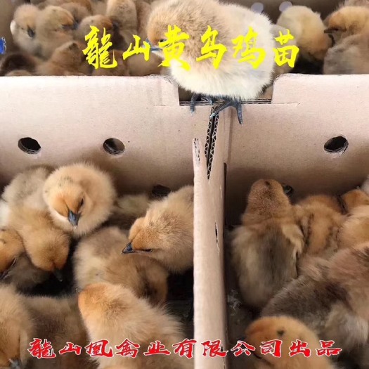 广州龍山凰乌鸡苗，厂家直销，质量保证，全国包邮代发