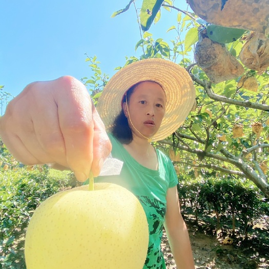 宣恩县 宣恩黄金梨 椒园大坪黄金梨