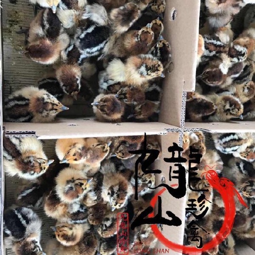 广州 [精品]快大型麻乌鸡苗