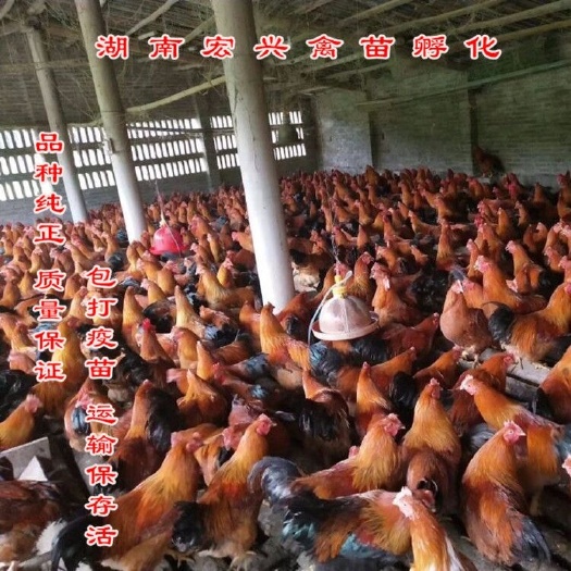 衡阳 厂家热销麻鸡苗灵山土鸡苗青脚麻鸡苗大红公鸡苗