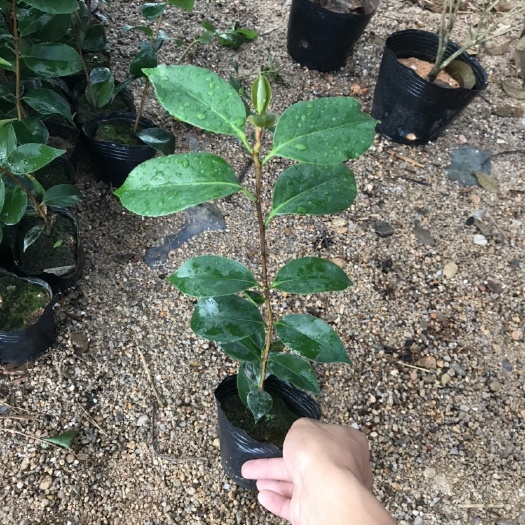 漳平市 五色赤丹香妃烈香茶花
