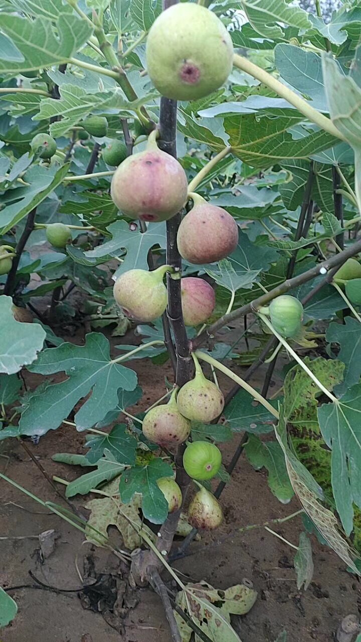 波姬紅無花果苗 波姬紅無花果當年掛果