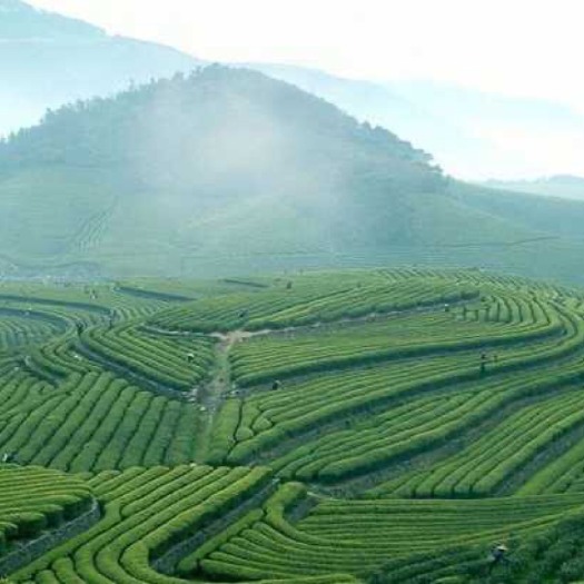 漳州白芽奇兰 福建省漳州市平和县白牙奇