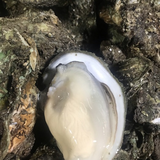 象州县湛江牡蛎 海水 5-6两/只 鲜活水产
