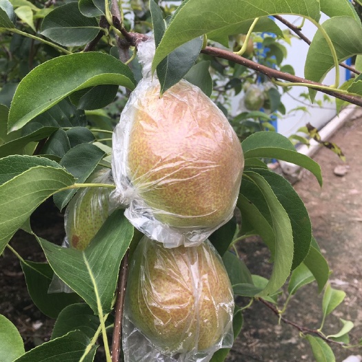 温县 售全套袋红香酥梨，香甜无渣。