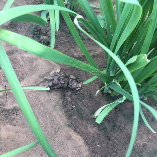  可生食韭菜 生物技术 无化药成分 出口日本标准