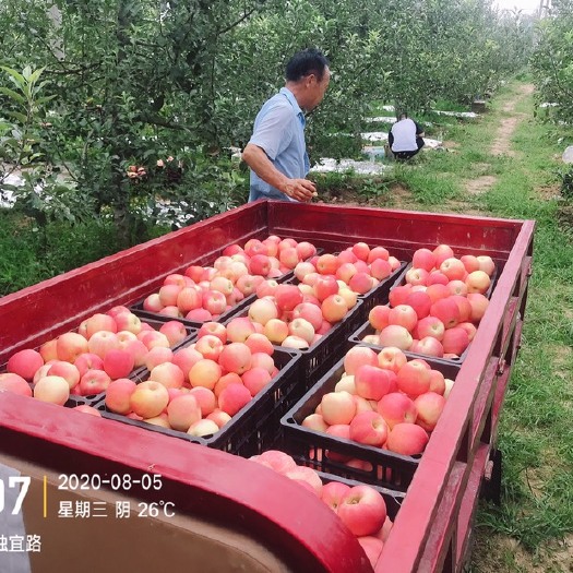 白水县 白水嘎拉苹果8月初