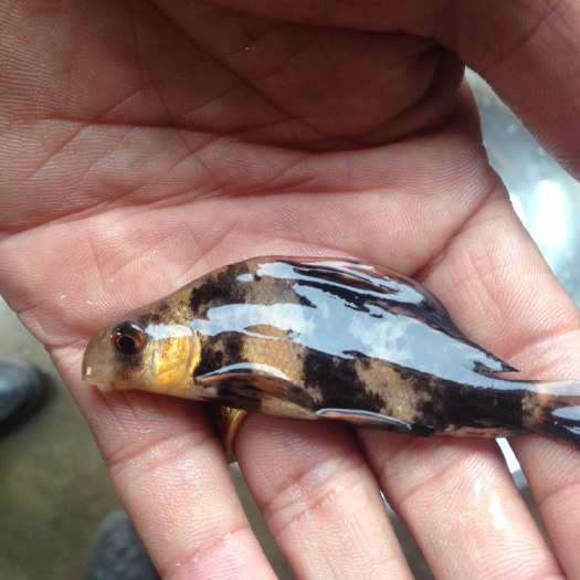 重庆市淡水银鳕鱼 大量批发零售各种规格特色鱼和四大家鱼鱼苗、及成品鱼。