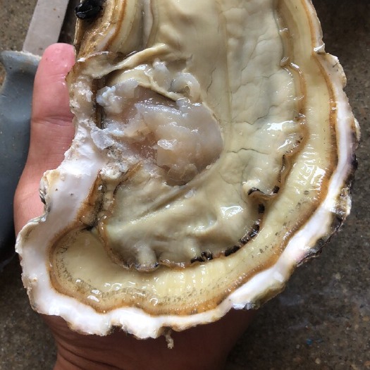 乳山市朝鲜牡蛎 海水 2-3两/只 3-4两/只 6两以上/只   5-6两/只 4-5两/只 鲜活水产