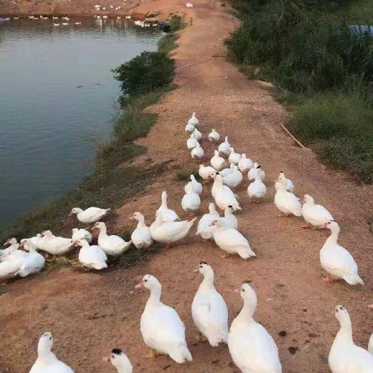 南宁白番鸭苗 疫苗包打 质量保证