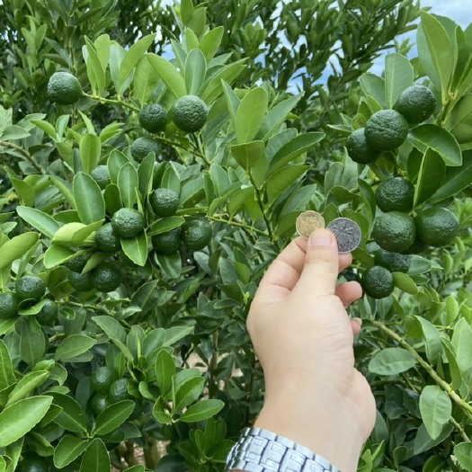 乐东县果园 海南小金桔套种槟榔和沉香