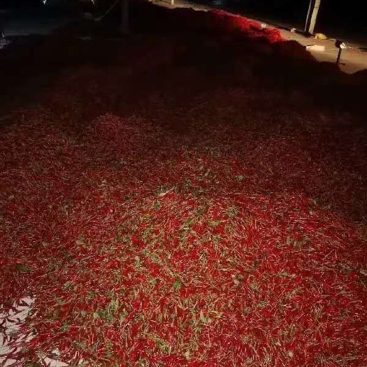 三都县 贵州三都县小米椒8月份大量上市